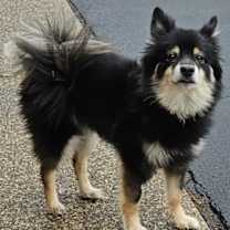 Thumbnail photo of Neko #2