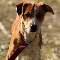 Thumbnail photo of Cindy Lou #1