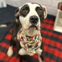 Thumbnail photo of Mittens Mczoom #1