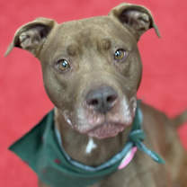 Thumbnail photo of Dansk #1