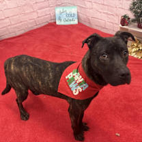 Thumbnail photo of Lima #3