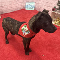 Thumbnail photo of Lima #4