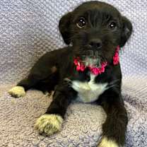 Thumbnail photo of Chloe #2