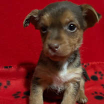 Thumbnail photo of Copper #1