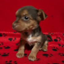 Thumbnail photo of Copper #2