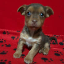 Thumbnail photo of Copper #4