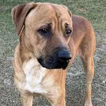 Thumbnail photo of BUDDY/URGENT #4