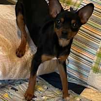 Thumbnail photo of Van #1