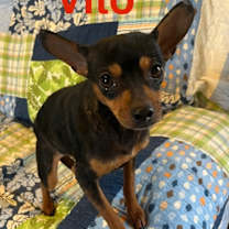 Thumbnail photo of Vito #1