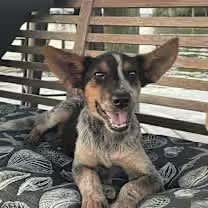 Thumbnail photo of Roxanne #1