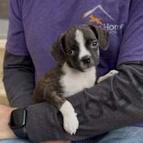 Thumbnail photo of M Pup Moe #3