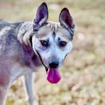 Thumbnail photo of Grouchy #1