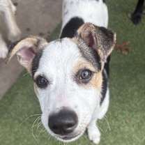 Thumbnail photo of Mason #3