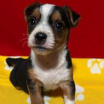 Thumbnail photo of Cosmo #3