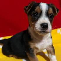 Thumbnail photo of Cosmo #4