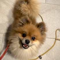 Thumbnail photo of Mariachi #3