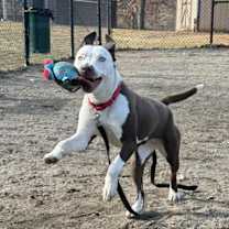 Thumbnail photo of Lobelia #3