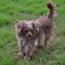 Thumbnail photo of Buttercup #3