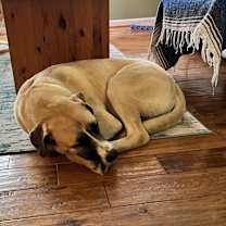 Thumbnail photo of Barkley #3