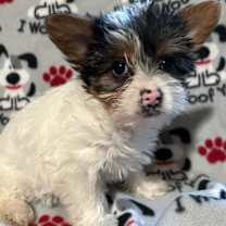 Thumbnail photo of Trixie #1