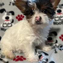 Thumbnail photo of Trixie #4