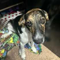 Thumbnail photo of Ladybug *Arriving 1/10* #1