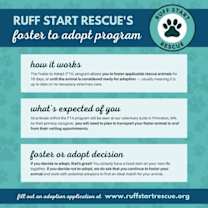 Thumbnail photo of Ladybug *Arriving 1/10* #3