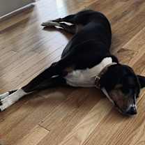 Thumbnail photo of Sadie #4