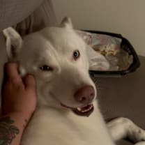 Thumbnail photo of Bo #3