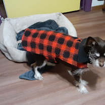 Thumbnail photo of Roxie #4