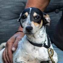 Thumbnail photo of Oriola #2