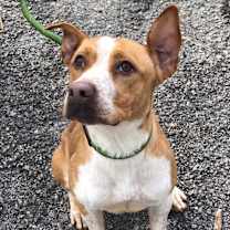 Thumbnail photo of Sweat Pea #1