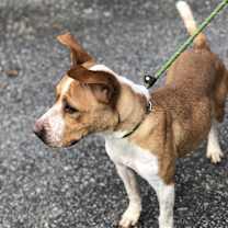 Thumbnail photo of Sweat Pea #3