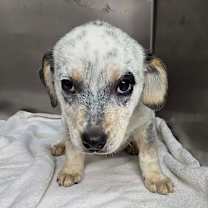 Thumbnail photo of Nelly RR UT #3