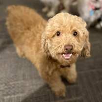 Thumbnail photo of Pumpkin #1