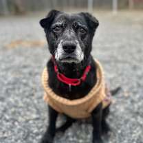 Thumbnail photo of Gertie #1