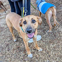 Thumbnail photo of Chicky #3