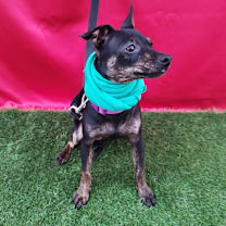 Thumbnail photo of Dixie #1