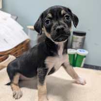 Thumbnail photo of Cupid #2