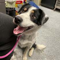 Thumbnail photo of Hamlet #2