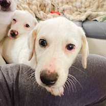 Thumbnail photo of Minnie #2