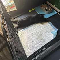 Thumbnail photo of Pumita #4