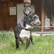 Thumbnail photo of Luna #1