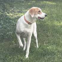 Thumbnail photo of Poppy #3