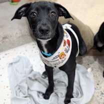 Thumbnail photo of Stone #1