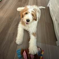 Thumbnail photo of Finn #1