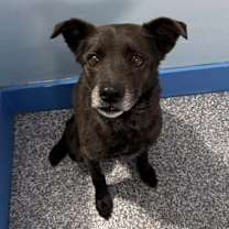 Thumbnail photo of Hazelnut #2