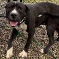 Thumbnail photo of Gatsby #2