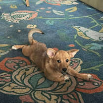 Thumbnail photo of Murphy #3