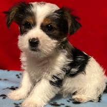 Thumbnail photo of Teddy #3